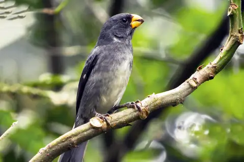 Grey Seedeater