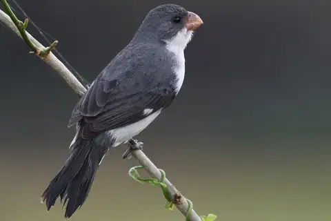 White-bellied Seedeater