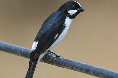 Lined Seedeater