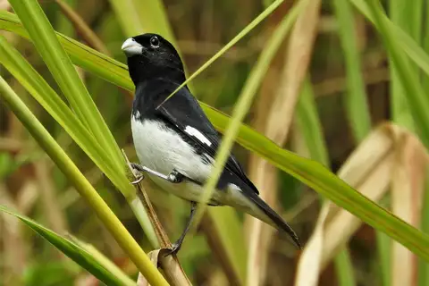 Black-and-white Seedeater