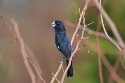Great-billed Seed Finch