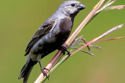 Black-bellied Seedeater