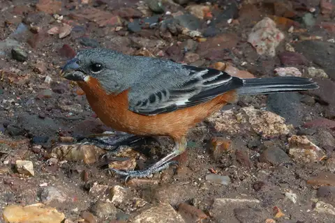 Ruddy-breasted Seedeater