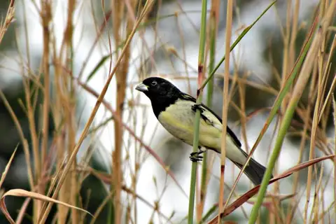Yellow-bellied Seedeater