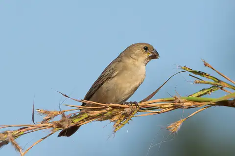 Black-and-tawny Seedeater