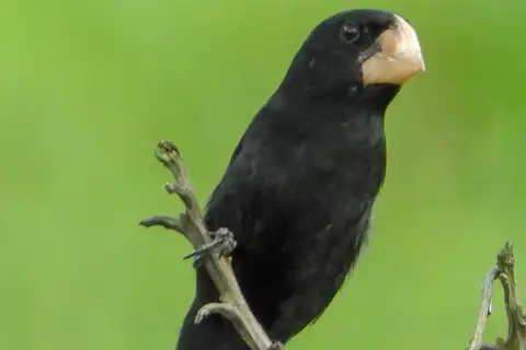 Nicaraguan Seed Finch