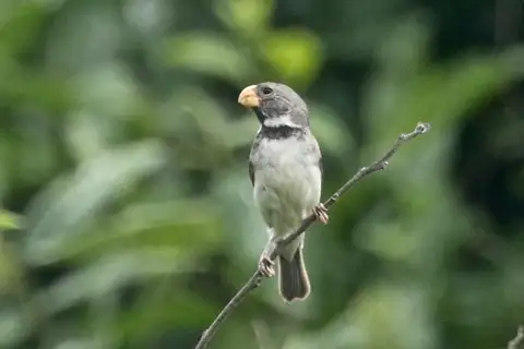 Parrot-billed Seedeater