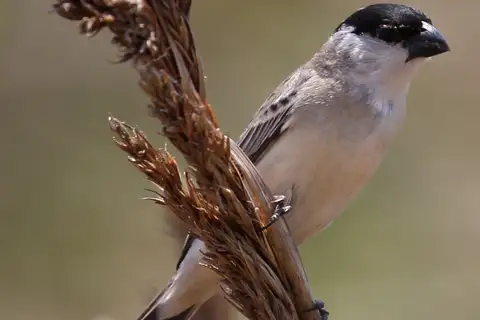 Pearly-bellied Seedeater