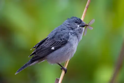 Plumbeous Seedeater