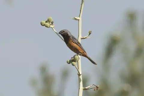 Dark-throated Seedeater