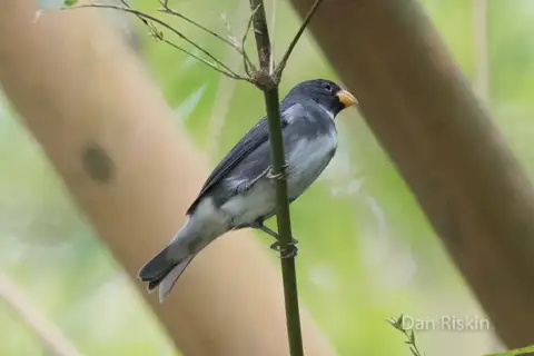 Slate-colored Seedeater