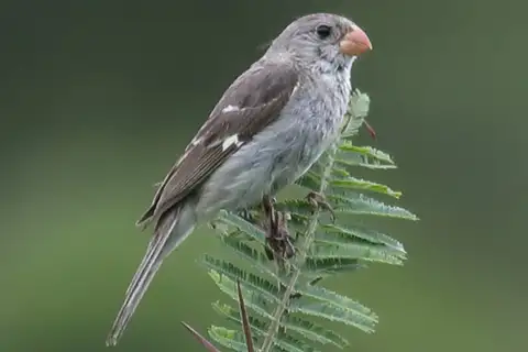 Drab Seedeater