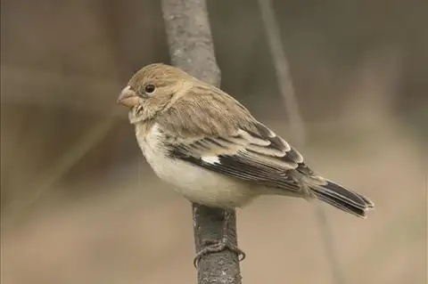 Chestnut-throated Seedeater