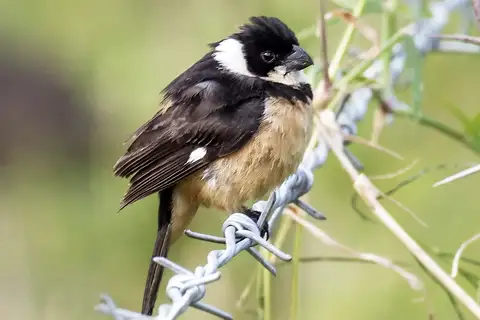 Cinnamon-rumped Seedeater