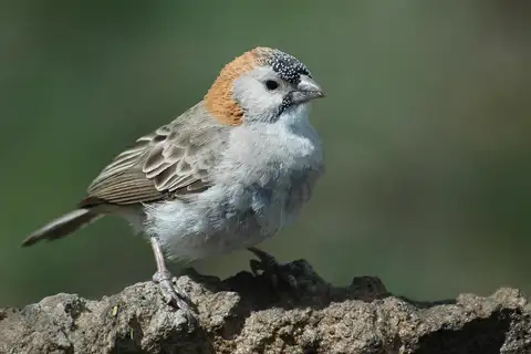 Speckle-fronted Weaver