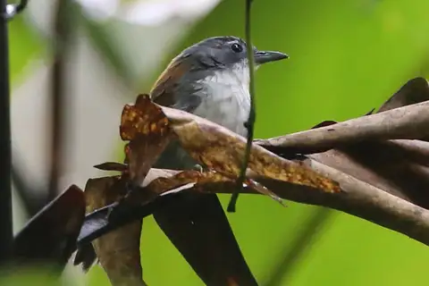 White-breasted Babbler