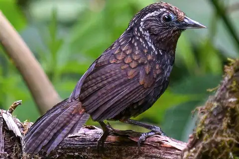 Sikkim Wedge-billed Babbler