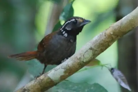 White-necked Babbler