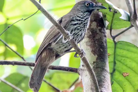 Chestnut-rumped Babbler