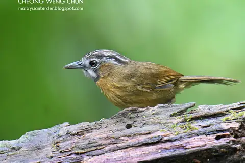 Grey-throated Babbler