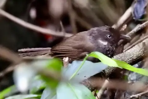 Nonggang Babbler