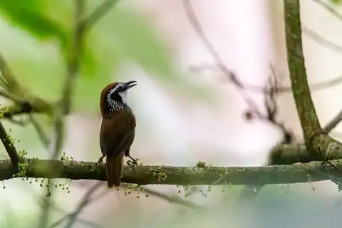 Snowy-throated Babbler