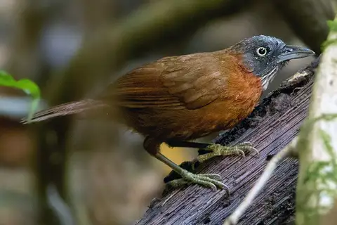 Grey-headed Babbler