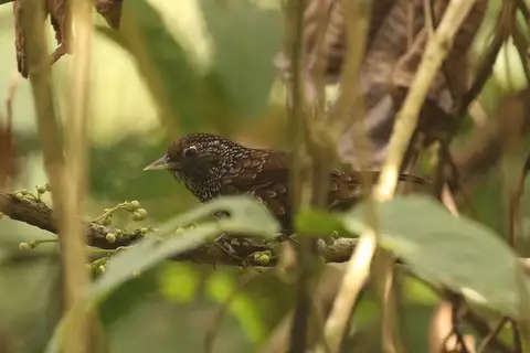 Cachar Wedge-billed Babbler