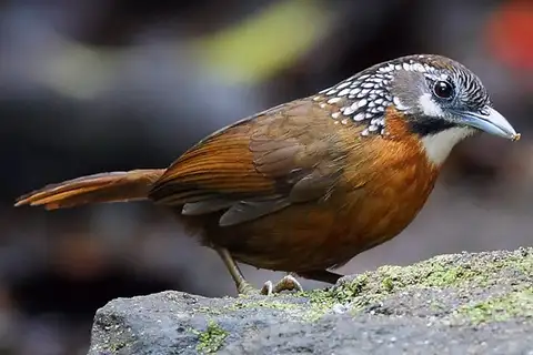 Spot-necked Babbler