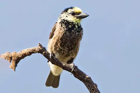 Anchieta's Barbet
