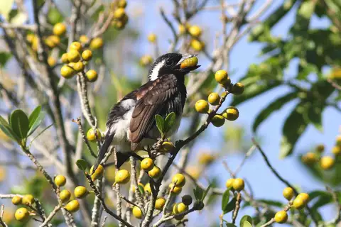 White-eared Barbet