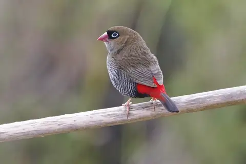 Beautiful Firetail