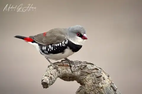 Diamond Firetail