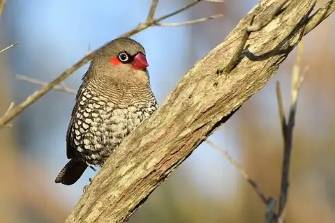Red-eared Firetail
