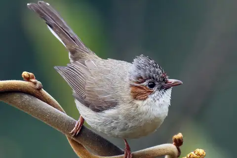 Striated Yuhina