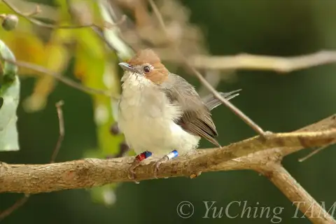 Chestnut-crested Yuhina