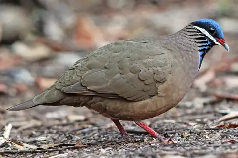 Blue-headed Quail-Dove