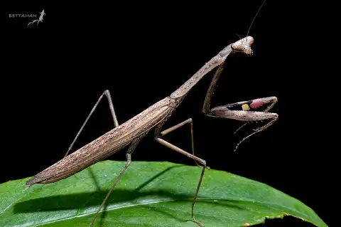 Asian Jumping Mantis