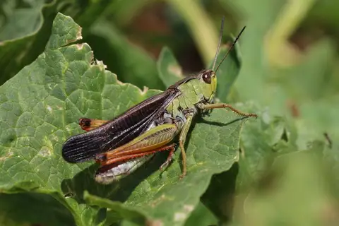 Ladder Grasshopper