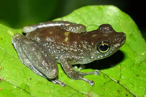 White-spotted Foot-flagging Frog
