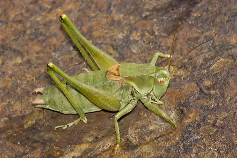 Noisy Shield-backed Katydid