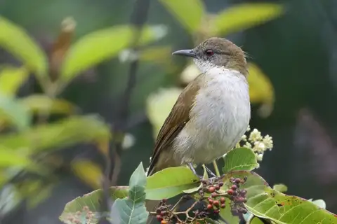 Slender-billed Greenbul