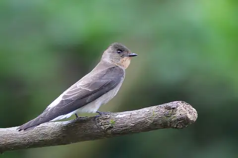 Southern Rough-winged Swallow