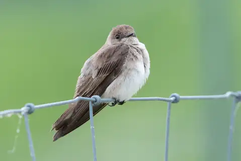 Northern Rough-winged Swallow