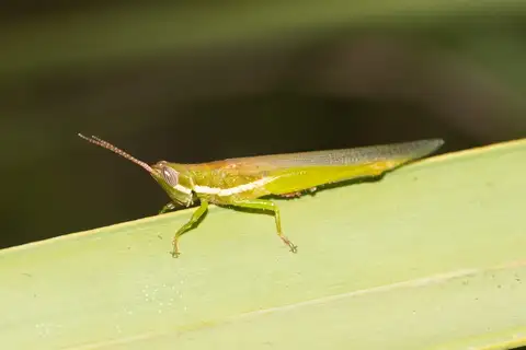 Glassy-winged Toothpick Grasshopper
