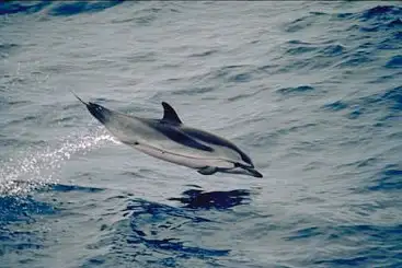 Striped Dolphin