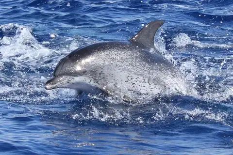 Atlantic Spotted Dolphin