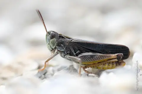 Cottian Toothed Grasshopper
