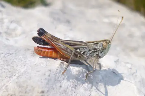 Croatian Toothed Grasshopper