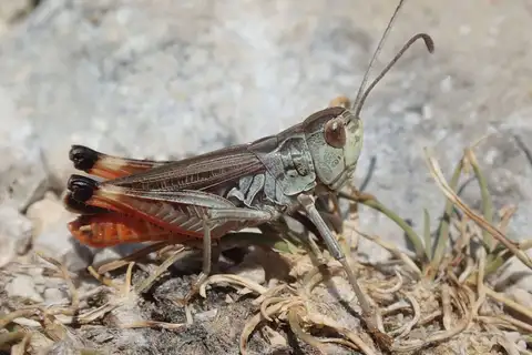 Dark-palped Toothed Grasshopper